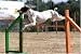 Dog Agility Training 101 - A Beginners Guide To The Exciting Sport Of Dog Agility Training