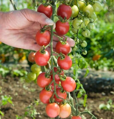 Cherry Tomato Sunpeach D3084A (Pink) 10 Seeds by David's Garden Seeds