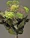 Green Angel Vine Bouquet