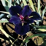 Louisiana Black Gamecock Iris - Water or Garden Plant