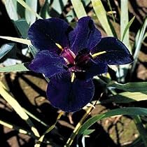 Louisiana Black Gamecock Iris - Water or Garden Plant
