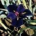 Kitchen & Housewares : Louisiana Black Gamecock Iris - Water or Garden Plant