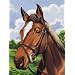 Reeves Junior Paint By Number Set - Horse's Head