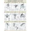 Musculation du dos : Poster