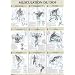 Musculation du dos : Poster