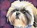 Shih Tzu Dog Art Print Signed by Artist DJ Rogers