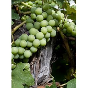 'Niagara' White Grape Vine Plant - Sweet & Juicy