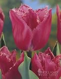 Burgundy Lace Fringed Tulips - 12 bulbs