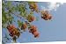 Canvas Prints of Flame of the forest tree (Delonix regia) from ClownFish Photo