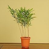 苗：朱竹・紅寒竹　オレンジポット