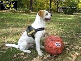 K-9-Powergeschirr mit Logofeld mini (Farbe Schwarz)