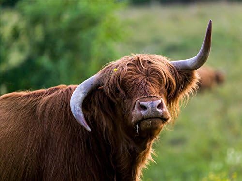 Doppelganger33 LTD Animal Portrait Highland Cow Horns Buttercup Art Large Art Print Poster Wall Decor 18x24 inch