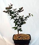 Chinese Crape Myrtle Bonsai Tree - Red Flowers