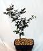 Chinese Crape Myrtle Bonsai Tree - Red Flowers