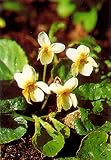 Yellow Violet 30 Seed -Viola sulphurea- Shade Perennial - FREE SHIPPING ON ADDITIONAL HIRTS SEEDS