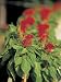 Selective Focus of Brght Red Snapdragon Blossoms Photographic Poster Print, 18x24