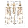 The Skeletal System Anatomical Chart