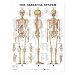 The Skeletal System Anatomical Chart