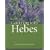Gardening with Hebes