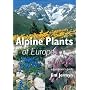 Alpine Plants of Europe: A Gardener's Guide