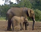 Sarah Farnsworth (Elephant in Kenya) Art Poster Print - 16