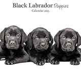 Magnet & Steel Labrador Black Puppies Mini Wall Calendar