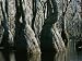 Stand of Tupelo Gum Trees in a Swampy Flooded Forest Photographic Poster Print by Ray...