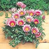 Amazon / Hirt's: Gazania Kiss Rose Hybrid 20 Seeds - Annual