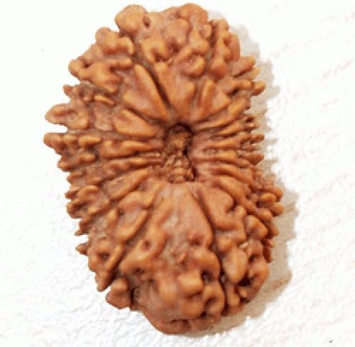 vastu astro shop 16 Mukhi Rudraksha