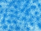 Avian Influenza Strain of Virus Infection Birds Photographic Poster Print, 24x18