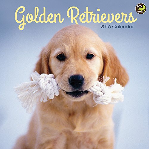 2016 Golden Retrievers Wall Calendar