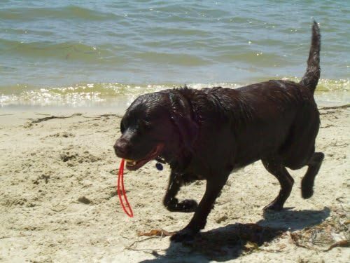 FLOATING SLINGSHOT HIGH BOUNCE BALL DOG TOY - PRO BALL GO-FRR - USA