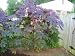 New Zealand Purple Leaf Castor Bean Seeds 7 + Grow