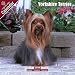 2009 Yorkshire Terrier Wall Calendar