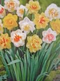 Double Daffodils Mixture : 6 Bulbs