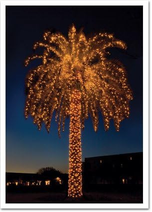 Palm Press Big Palm with Light Tree Christmas Boxed Cards-Set of 10