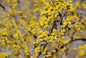 KornelkirscheEuropean Cornel 04Peel and Stick Wall Decal by Wallmonkeys