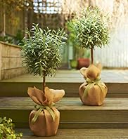 Pair of Lavender Trees