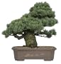 Brussel's Five Needle Pine Specimen Tree