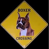Boxer -- Full Color 16