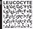 Leucocyte