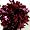 Burgundy (2nd pom pon)