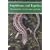 Amphibians and Reptiles (Collins New Naturalist)