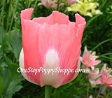 100 Poppy Flower Seeds. Queens Poppies. Papaver somniferum. - B0017PNWVQ