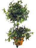 MINI ENGLISH IVY TOPIARY 23"H.