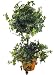 MINI ENGLISH IVY TOPIARY 23"H.
