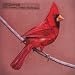 Old Crows/Young Cardinals [Vinyl]