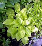 Sun Power Hosta - Potted - Lavender Flowers