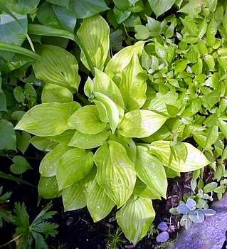 Sun Power Hosta - Potted - Lavender Flowers