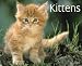 Just Kittens 2009 Calendar (Just)